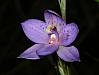 Thelymitra X merraniae - Merrans Sun Orchid.jpg
